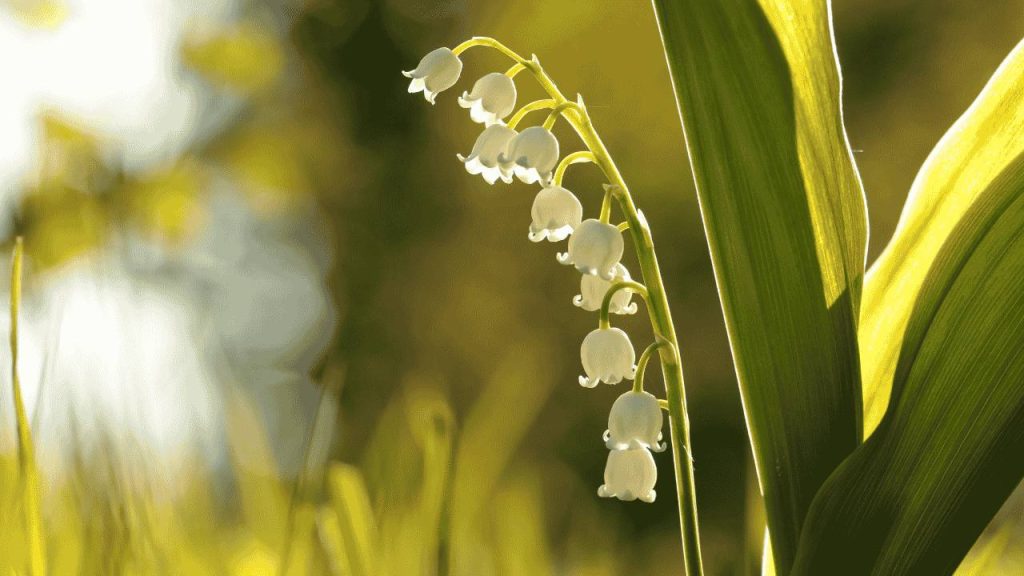 Lily of the Valley Simbol Kesetiaan, Harapan, dan Cinta Sejati