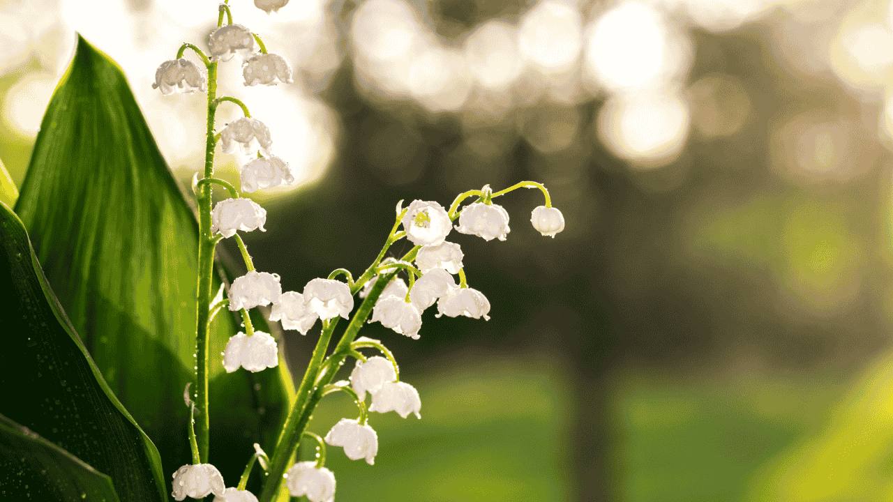 Lily Of The Valley Bunga Kecil dengan Makna Kesetiaan dan Harapan