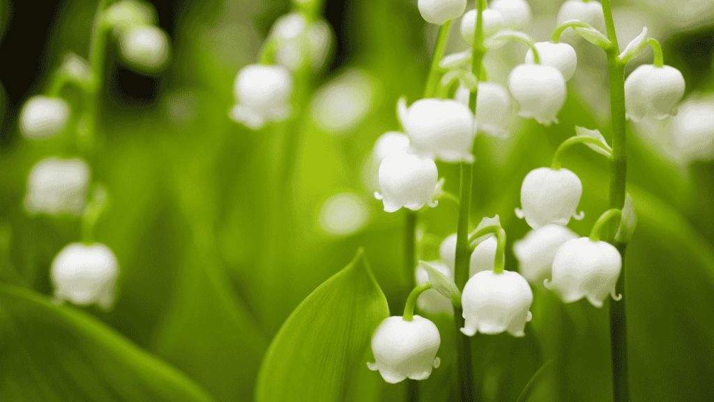 Makna Lily of the Valley Bunga Harapan dan Kesetiaan yang Mendalam