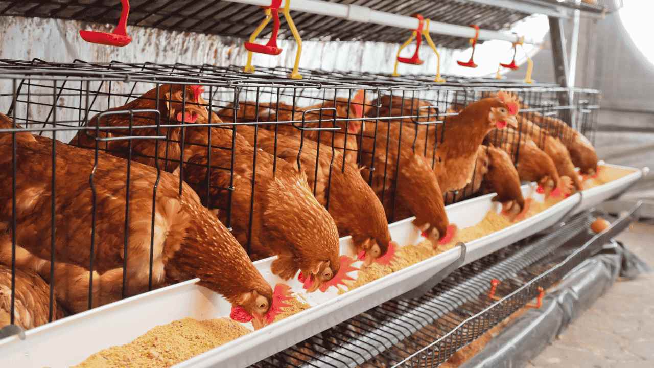 Bisnis Ternak Ayam Peluang Cuan dari Halaman Belakang