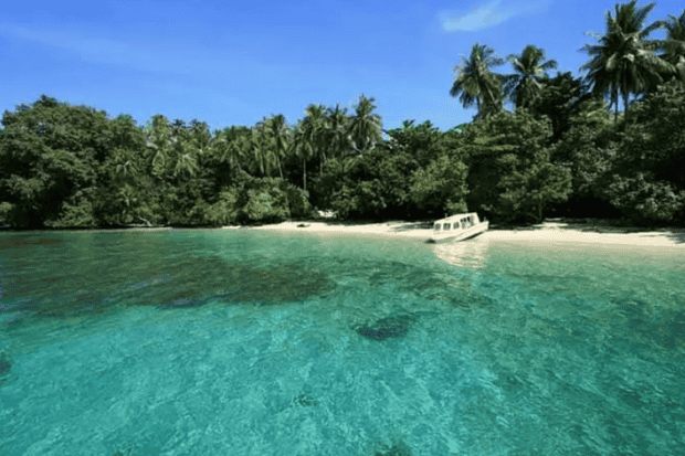 Wisata Berenang Bersama Hiu Paus di Teluk Cenderawasih