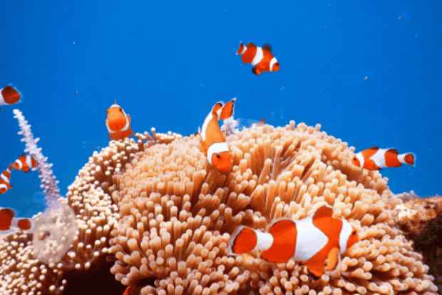 Keindahan Bawah Laut yang Memikat