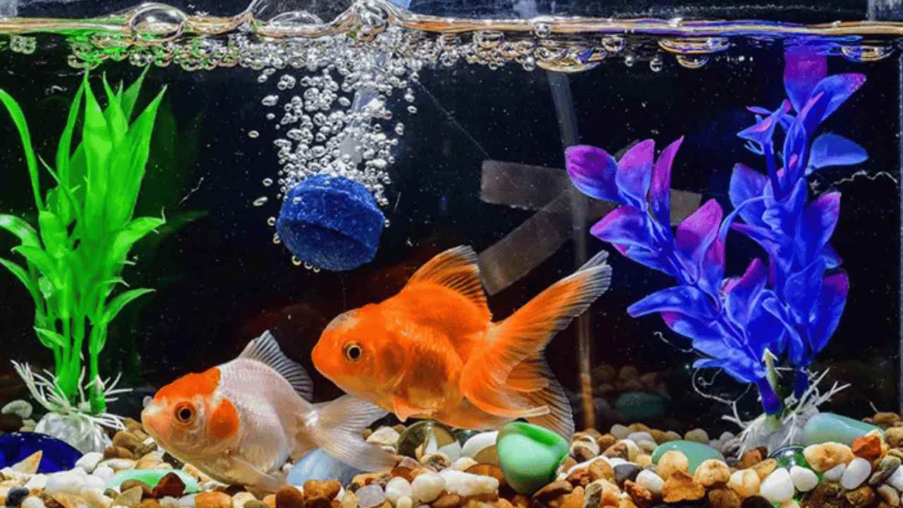 Komunitas Pecinta Ikan Hias Serunya Dunia Akuarium