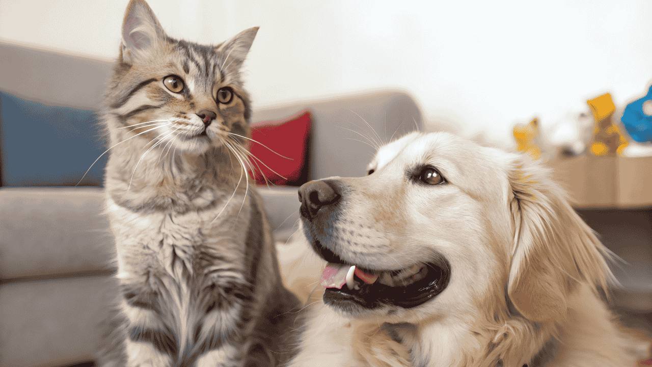 Komunitas Pecinta Kucing dan Anjing Rumah Kedua Para Pet Lovers