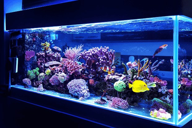Tips Merawat Ikan Hias Biar Tetap Sehat