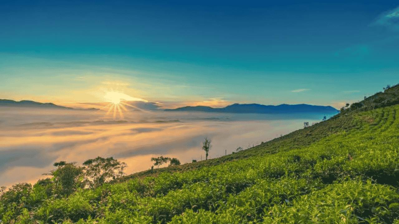 Keindahan Kebun Teh Kemuning Destinasi Hijau di Lereng Gunung Lawu