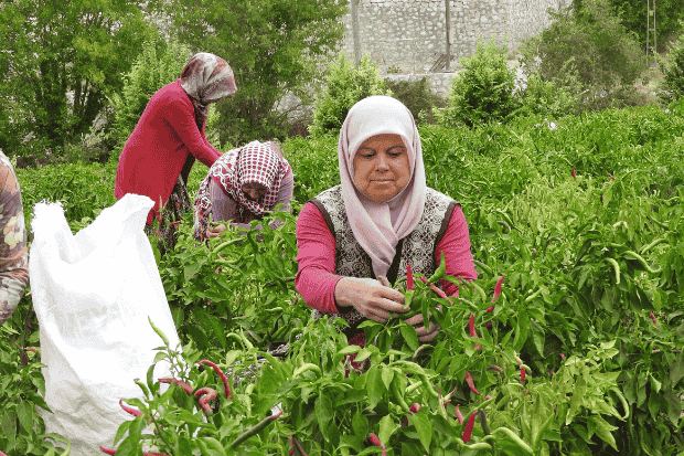 Kolaborasi yang Menghidupkan Kebun