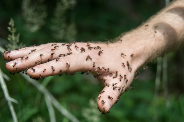 Alasan Semut Menggigit Manusia