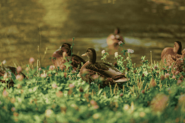 Bebek dan Lingkungan yang Tidak Biasa