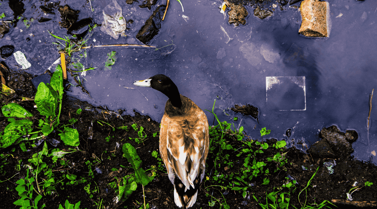 Kenapa Bebek Suka Comberan