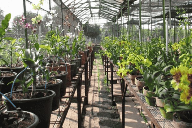 Memahami Peluang Pasar Bibit Bunga