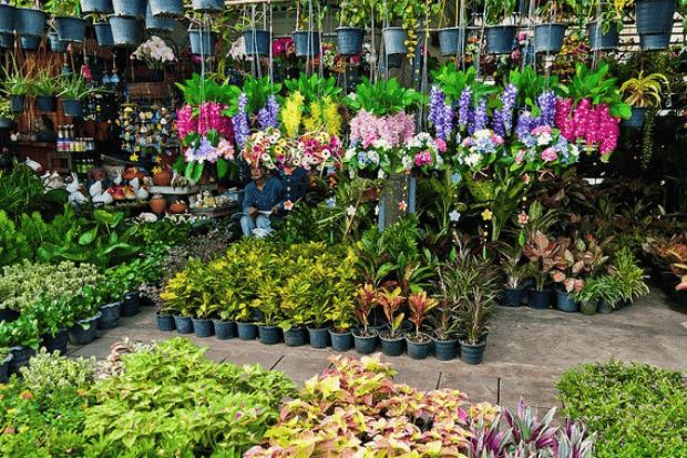 Menentukan Jenis Bibit Bunga yang Bernilai Jual