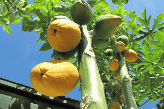 Peluang Agribisnis Pepaya California