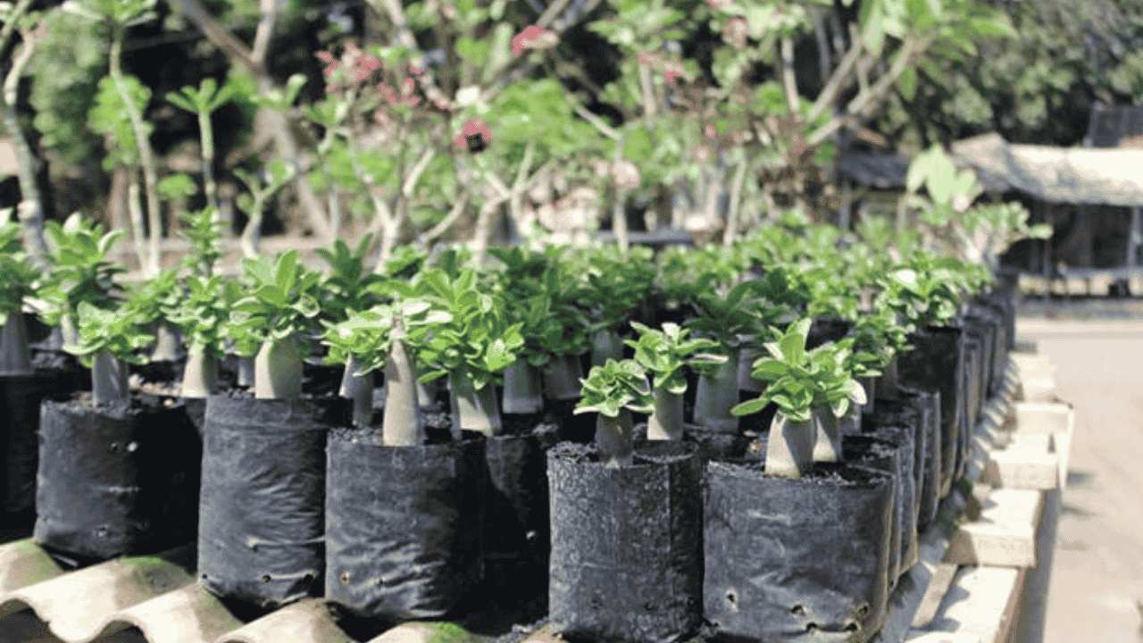 Peluang Bisnis Bibit Bunga yang Selalu Hidup dan Menghasilkan