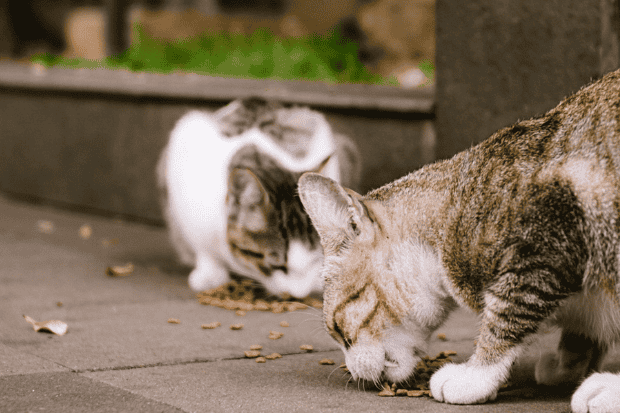 Relawan Rescue Hewan Terlantar yang Selalu Siap Bergerak