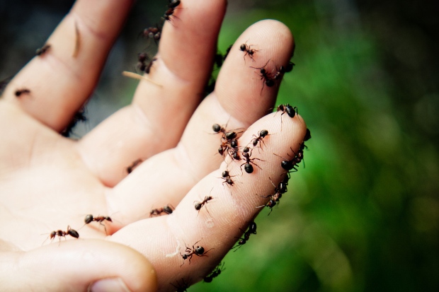 Semut Dendam Atau Tidak