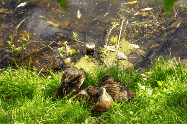 Sudut Pandang Manusia dan Bebek