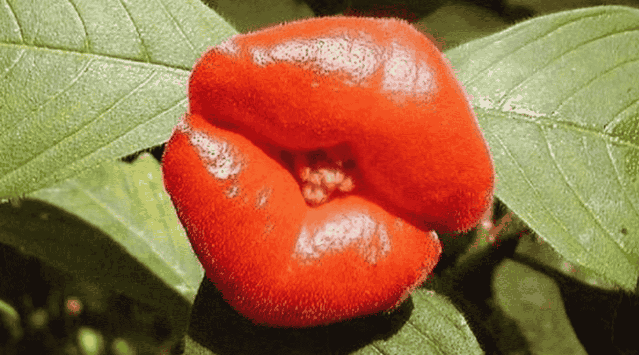 Bunga Bibir Merah Keunikan Alam yang Mengundang Rasa Kagum