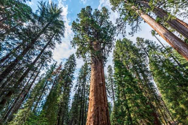 Keunikan Hyperion yang Tidak Dimiliki Pohon Lain