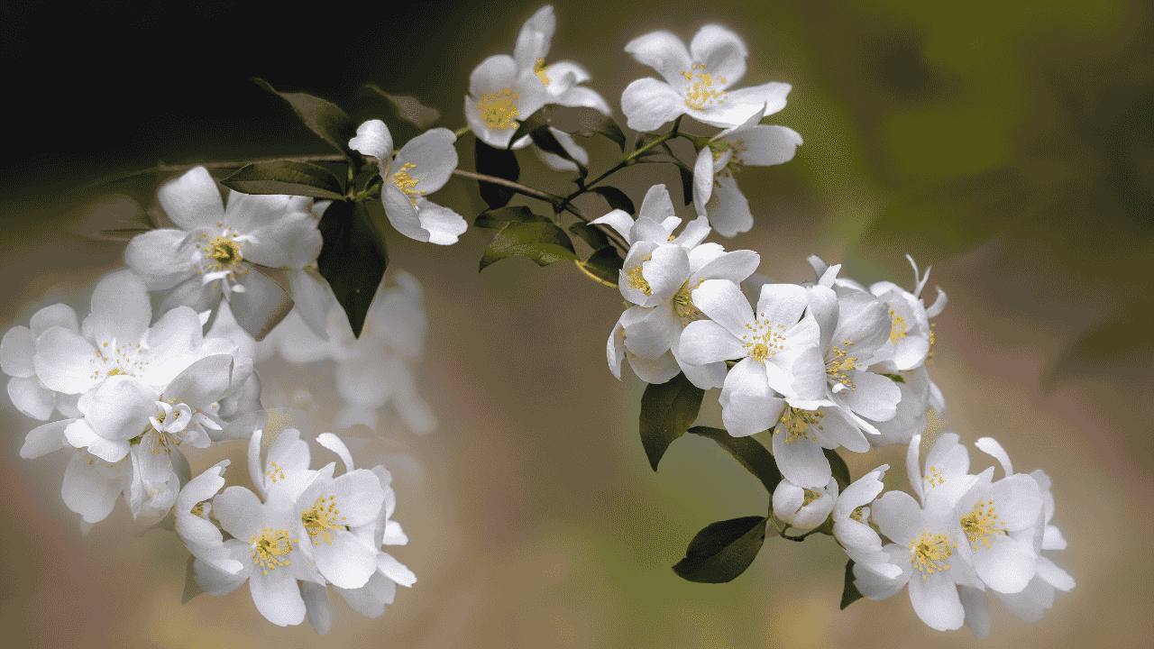 Melati sebagai Identitas Nasional yang Terlupakan