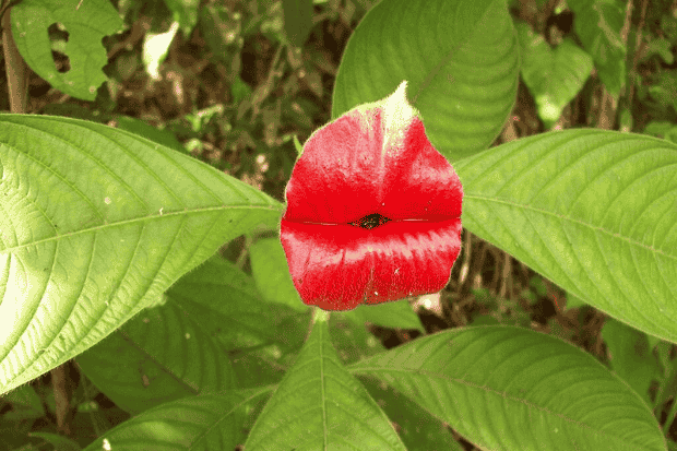 Mengenal Bunga Bibir Merah Lebih Dekat