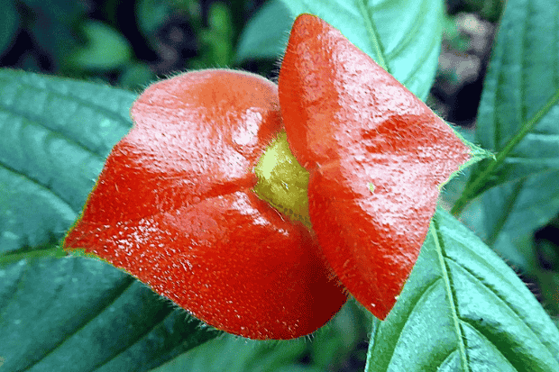 Opini Tentang Pesona dan Makna Bunga Bibir Merah
