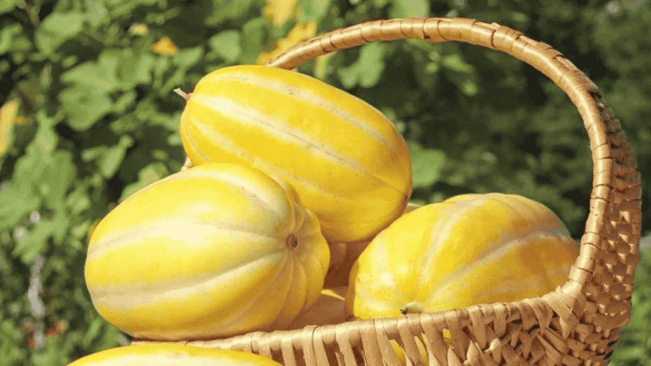 Kenapa Buah Timun Suri Selalu Identik dengan Bulan Ramadan sudutinfo.my.id