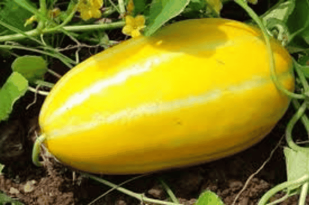 Sensasi Segar yang Cocok untuk Buka Puasa sudutinfo.my.id