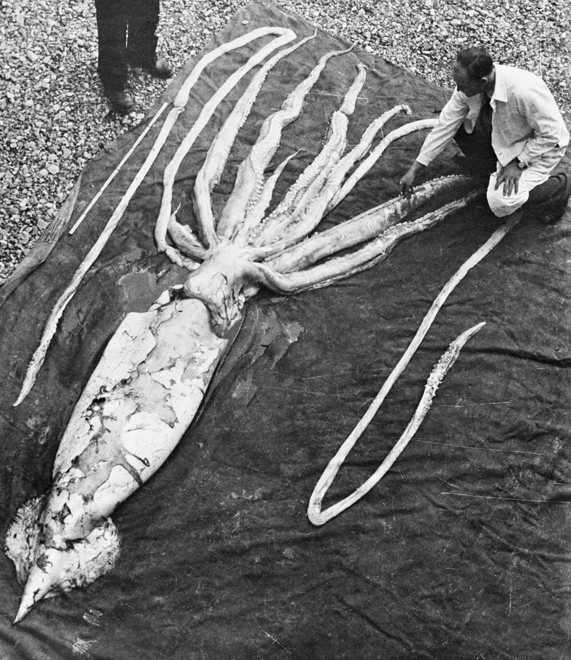 giant squid gigantism