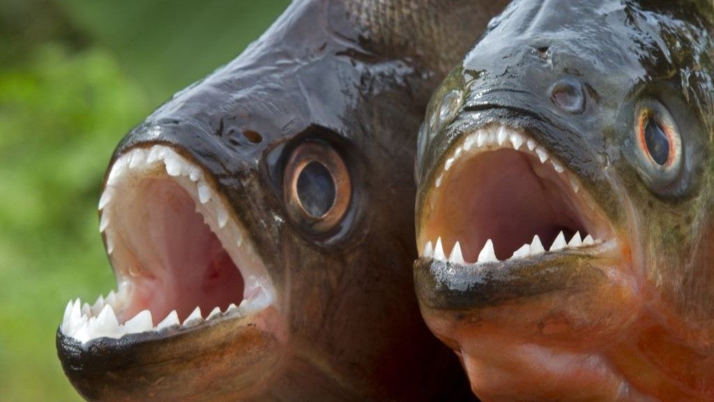piranha