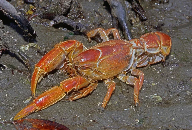 Scorpion mud lobster