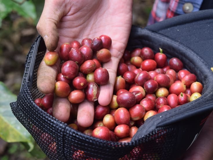 Kopi Hitam Bisa Disajikan Panas atau Dingin